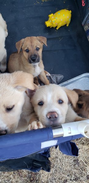 puppp.jpg