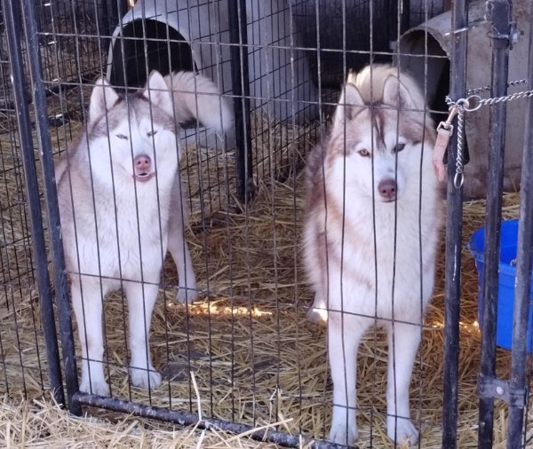 Leroy and Susie Q.jpg