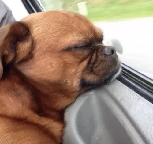 pug-2499960.jpeg.webp