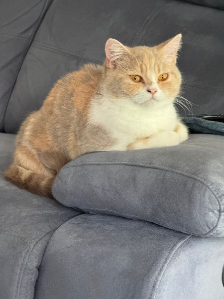 Lavender (Mom).jpg