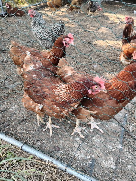 Laying Hens Isa Browns 07-2025.jpg