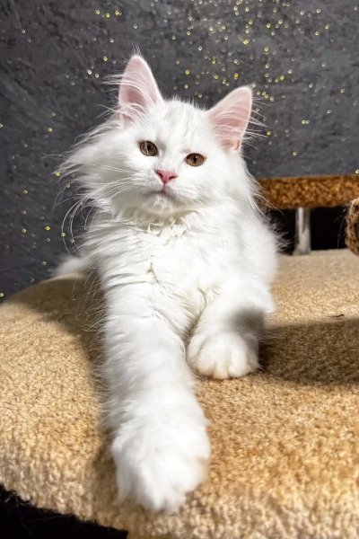 aisha-maine-coon-kitten-947_600x.jpg