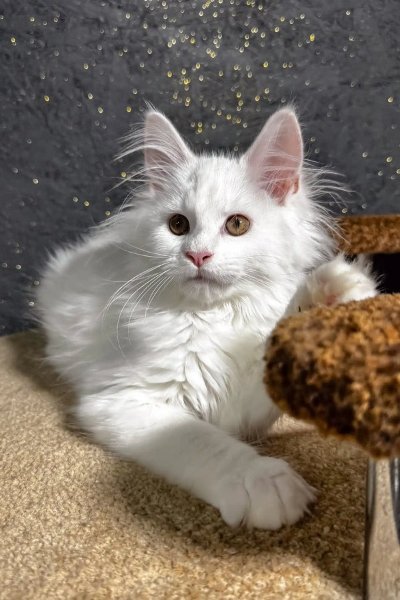 aisha-maine-coon-kitten-822_600x.jpg