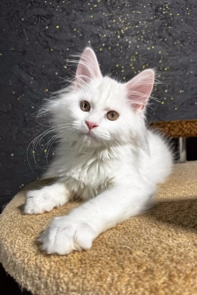 aisha-maine-coon-kitten-756_600x.jpg aisha-maine-coon-kitten-756_600x.jpg