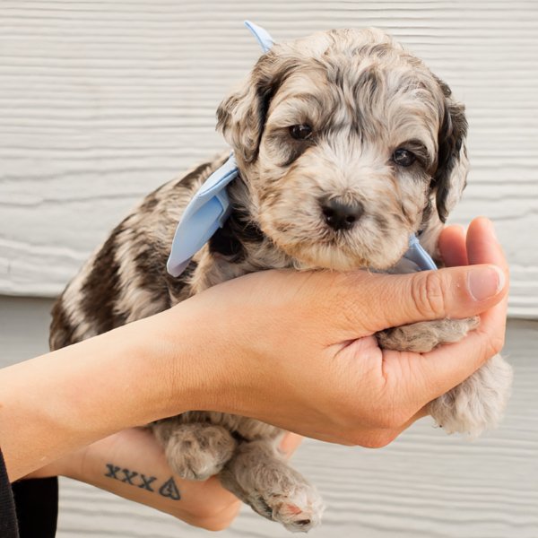 Blue merle boy YR8A3231.jpg Blue merle boy YR8A3231.jpg