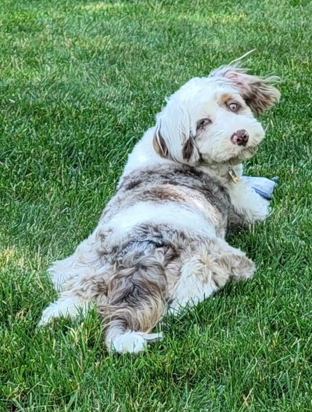 Riley3.jpg