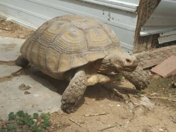 photo_sulcata-tortoises-seramas_60271747.jpg