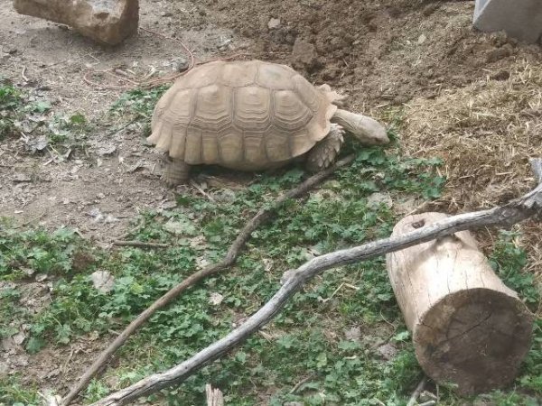photo_sulcata-tortoises-seramas_60271749.jpg
