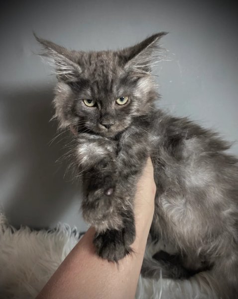 TICA Registered ACTIVE Black Smoke Male and Female.jpg