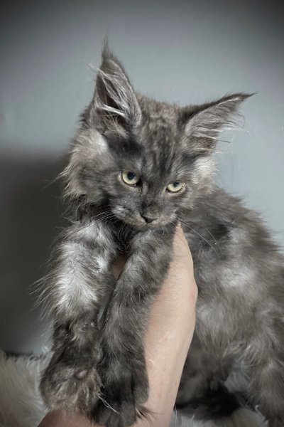 TICA Registered ACTIVE Black Smoke Male and Female1.jpg