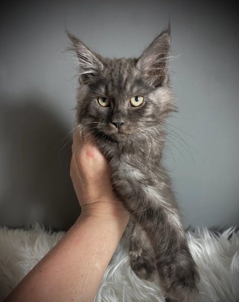 TICA Registered ACTIVE Black Smoke Male and Female2.jpg