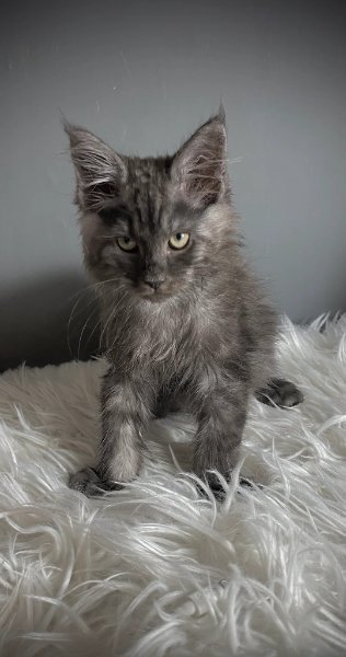 TICA Registered ACTIVE Black Smoke Male and Female3.jpg