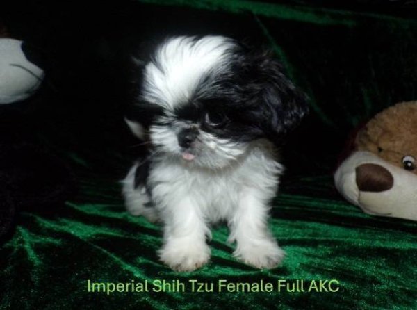 photo_imperial-shih-tzu-puppies_133808885 - Copy.jpg