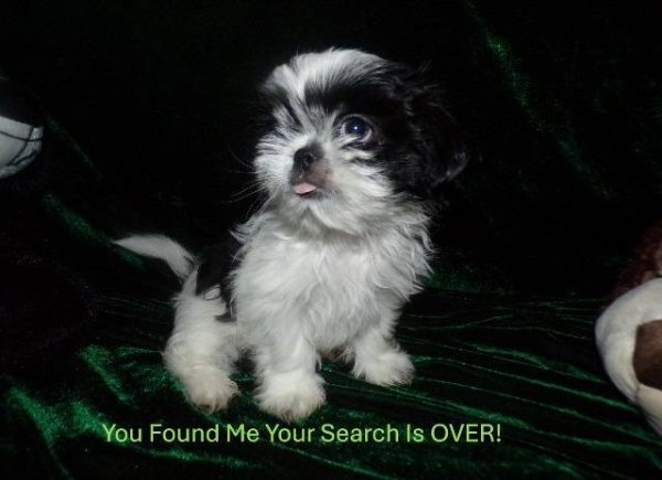 photo_imperial-shih-tzu-puppies_133808888.jpg