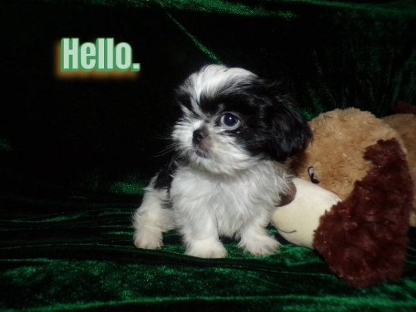 photo_imperial-shih-tzu-puppies_133808880.jpg