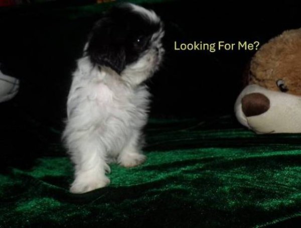 photo_imperial-shih-tzu-puppies_133808886.jpg