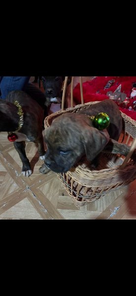 Screenshot_20251220_135832_Gallery.jpg Screenshot_20251220_135832_Gallery.jpg