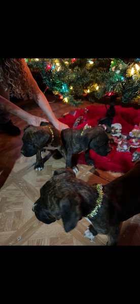 Screenshot_20251220_135827_Gallery.jpg Screenshot_20251220_135827_Gallery.jpg