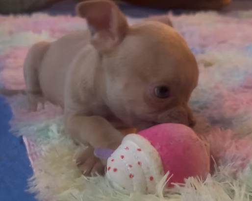 Screenshot 2025-12-26 182202.png