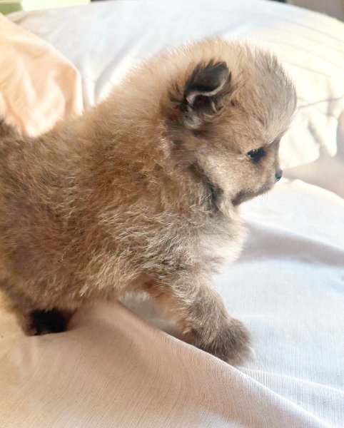 2 Little Joe 2-1-26.JPG