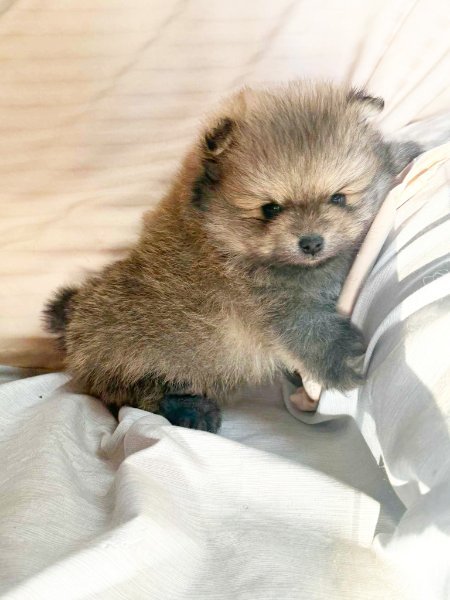 3 Little Joe 2-1-26.jpg