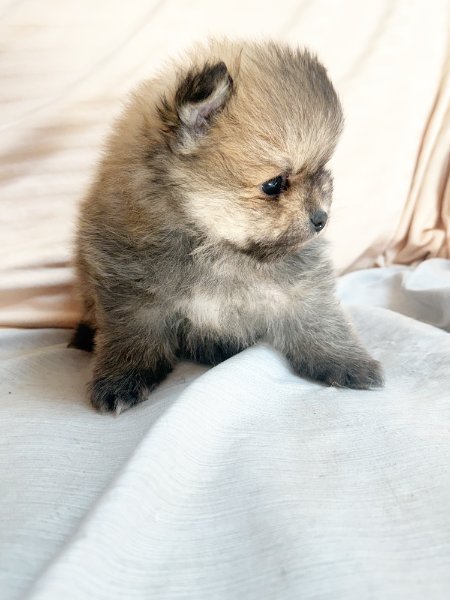 4 Little Joe 2-1-26.JPG