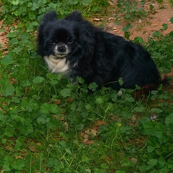 616416816_1564944631323652_3666735539663475288_n.jpg 616416816_1564944631323652_3666735539663475288_n.jpg