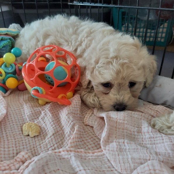 CocokaPoo 3.13.26 bigger Female.jpg