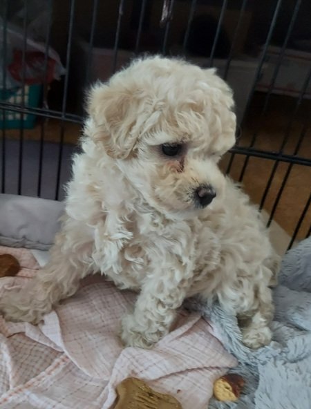 CocokaPoo Smlaler Female 3.13.26.0.jpg