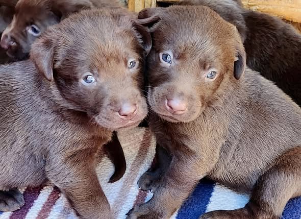 Puppies at 4 weeks old picture # 1.jpg