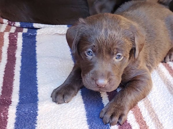 Puppies at 4 weeks old picture # 2.jpg