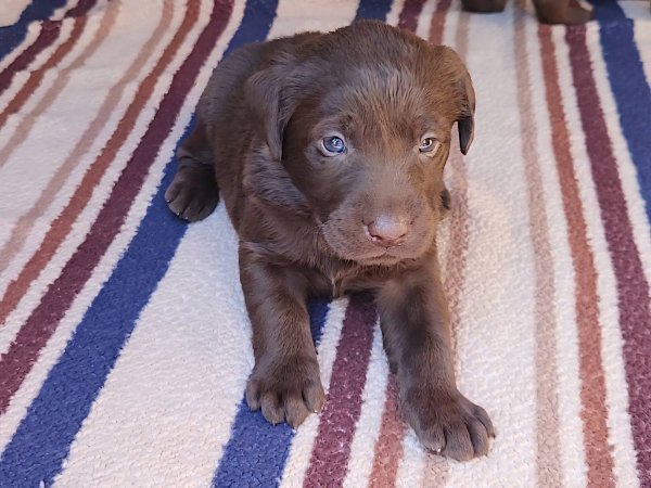 Puppies at 4 weeks old picture # 3.jpg