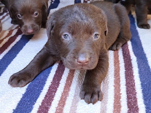 Puppies at 4 weeks old picture # 4.jpg