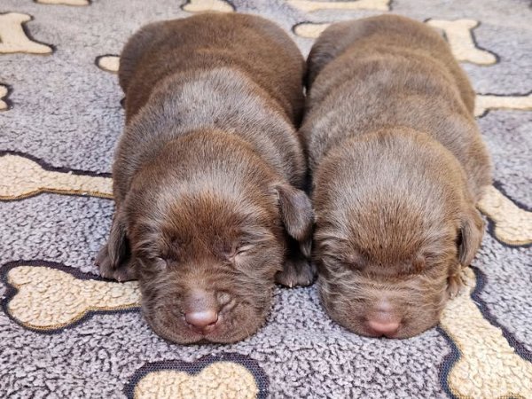 Puppies at 2 weeks old.jpg