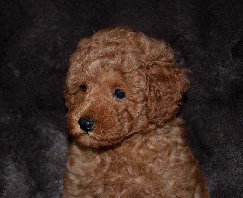 Red Miniature Poodle Pup For Sale in Beverly Hills, Florida