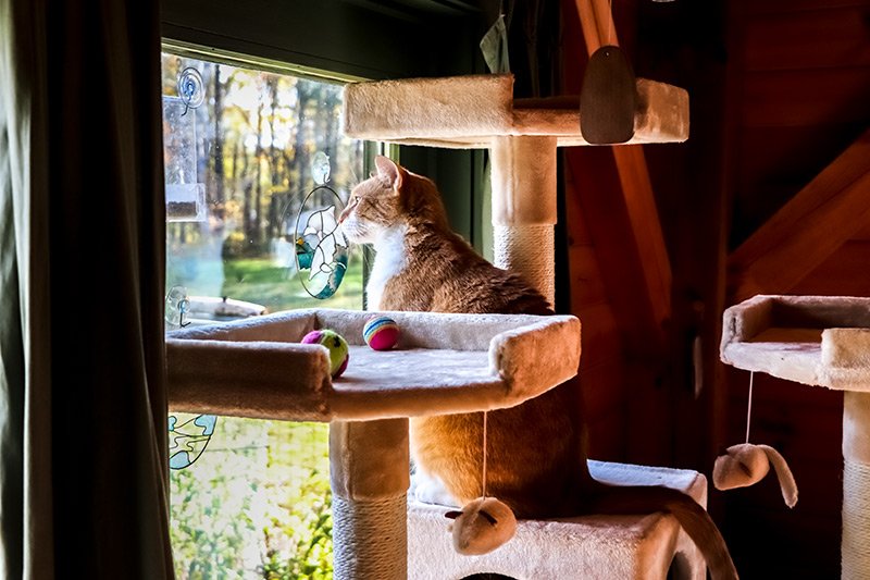 cat-looking-out-window.jpg
