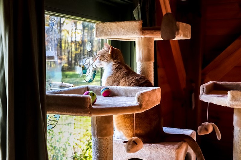 cat-looking-out-window.jpg cat-looking-out-window.jpg