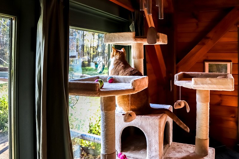 cat-watching-birds.jpg cat-watching-birds.jpg