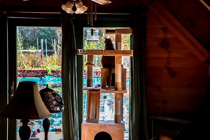 looking-out-window-cat-tree.jpg looking-out-window-cat-tree.jpg