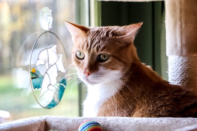 orange-tabby-cat.jpg orange-tabby-cat.jpg