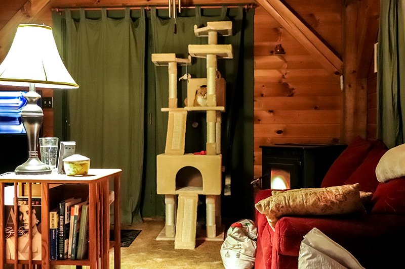 sleeping-cat-tree.jpg sleeping-cat-tree.jpg