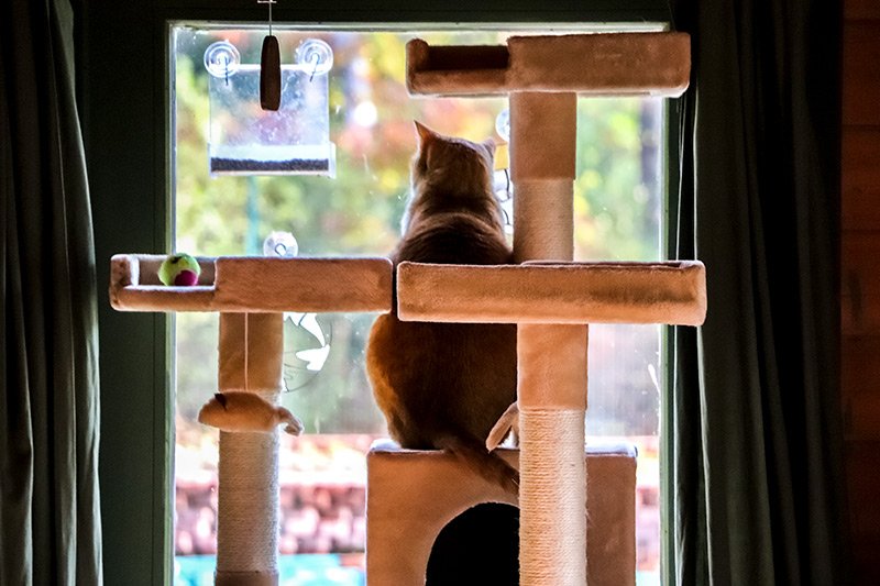 watching-from-cat-tree.jpg watching-from-cat-tree.jpg