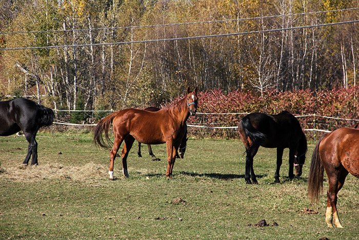 horse-3.jpg