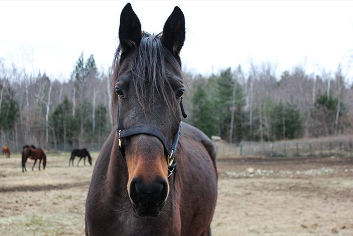 horse-4.jpg