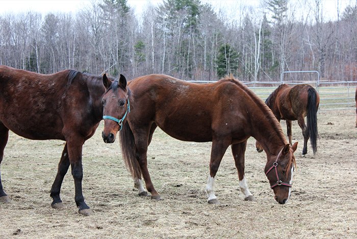 horse-7.jpg