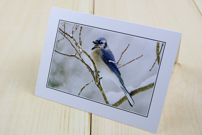 blue-jay-card.jpg blue-jay-card.jpg