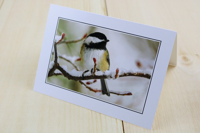 chickadee-birch-branch.jpg chickadee-birch-branch.jpg