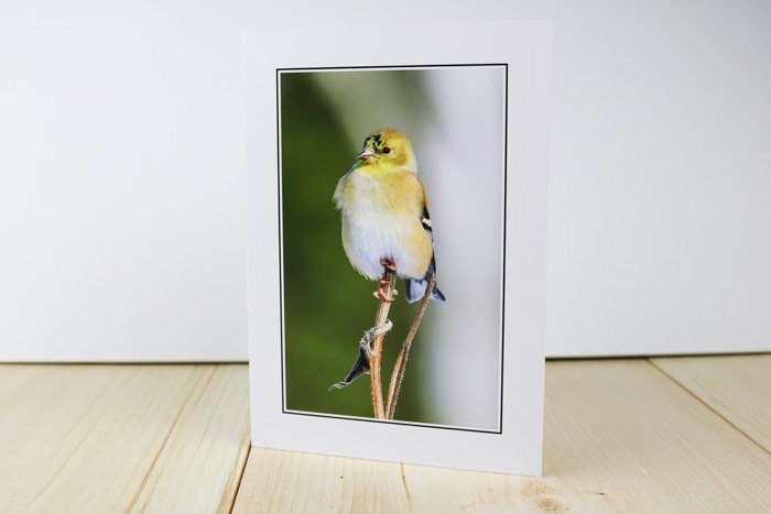 american-goldfinch.jpg