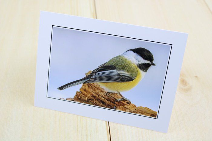 chickadee-log.jpg chickadee-log.jpg