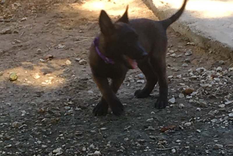 puppy1.jpg